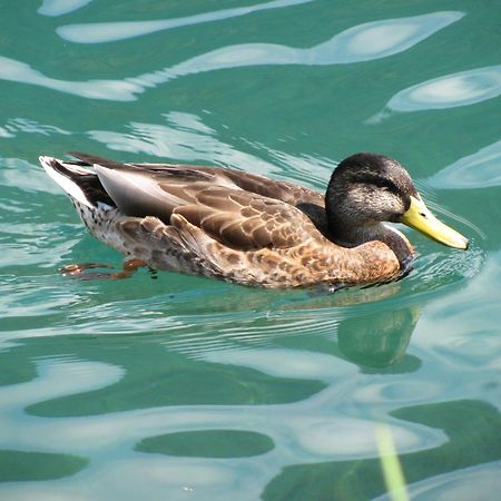 Pension Mitterer Weissensee Bagian luar foto